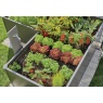 Gardena Start Set For Raised Beds (35 Plants)