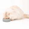 Scruffs Classic Food Bowl - Grey