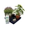 AutoPot Easy2Go Automatic Plant Watering System Kit