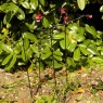 Smart Garden Gro-Links 25cm x 70cm - 4pk