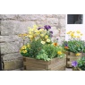 Zest Garden Marford Hexagonal Planter Set