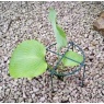 Poppy Forge Poppy Forge Simple Plant Support Ring - Pack of 4