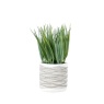 Grass in Wavy Pot Small 2 Pack