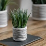 Grass in Wavy Pot Small 2 Pack