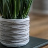 Grass in Wavy Pot Small 2 Pack