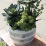 Potted Succulents Ceramic Pot