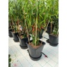 AutoPot AutoPot 1Pot XL Self Watering Systems with AQUAvalve Technology