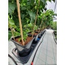 AutoPot AutoPot Auto3 XL Self Watering System with AQUAvalve Technology