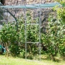 Main Frame Walk In Fruit Cage Starter Kit - 6ft x 12ft