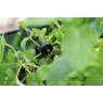 Hozelock Hozelock Solar Select Irrigation Kit