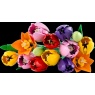 LEGO Botanicals 11501 Botanicals Tulip Bouquet