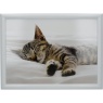 Creative Tops Sleeping Kitten LapTray