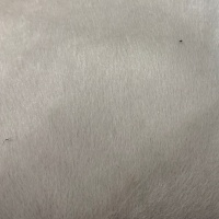 Lynx Shadow