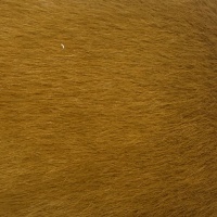 Lynx Ginger
