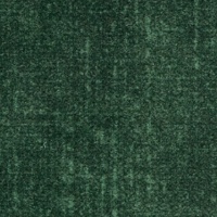 Conifer